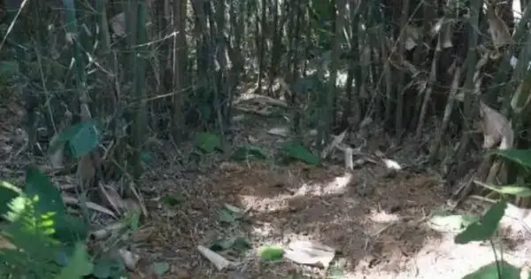 Đang Đào Giun Thấy Xẻng Chạm Phải Vật Cứng, Lão Nông Dân Run Rẩy ...