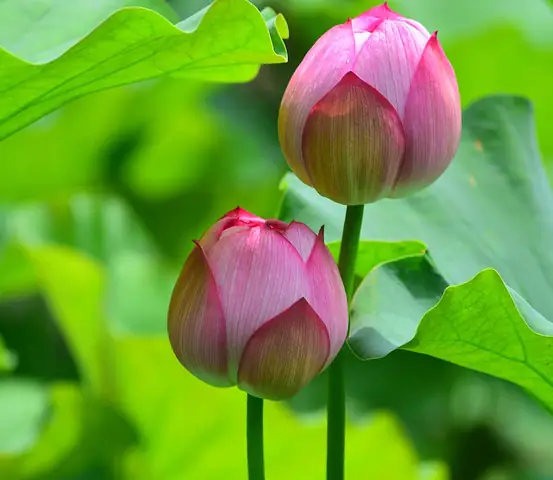 Lời Phật Dạy Luôn Hiện Tiền - Phật Giáo A Lưới