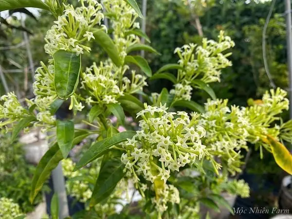 Dạ Lý Hương Và Dấu Ấn Khó Phai – Mộc Nhiên Farm