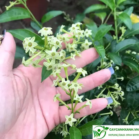 Cây Dạ Lý Hương - Trồng Một Cây, Hoa Tỏa Hương Thơm Cả Xóm