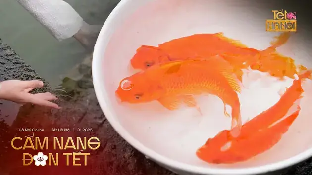 Cách Chọn Và Thả Cá Cúng Ông Công, Ông Táo