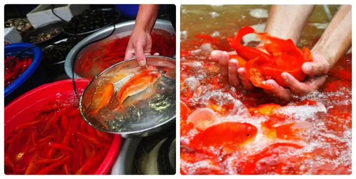 Mâm Cơm Cúng Ông Táo: Cẩm Nang Chuẩn备 Lễ Vật Và Bài Cúng Chi Tiết