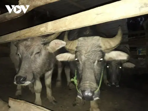 Tục Cúng Vía Trâu Của Đồng Bào Thái Ở Tây Bắc