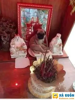 Haivl Mày Ăn Gì Để Tao Cúng! =)) - Haivl | Hài Hước | Hài Vl