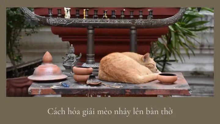 Cách Hóa Giải Mèo Nhảy Lên Bàn Thờ: Bí Quyết Giữ Bình An Cho ...