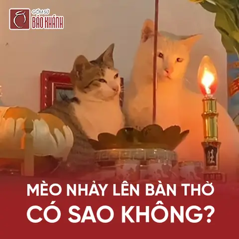 Mèo Nhảy Và Ngồi Lên Bàn Thờ Có Sao Không?