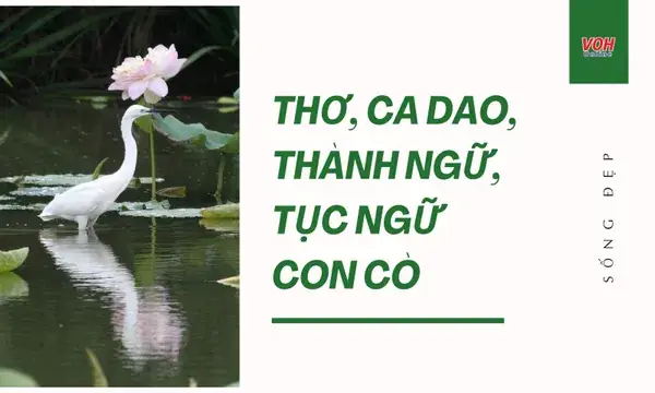 Mơ Thấy Bắt Được 2 Con Cò Là Điềm Gì? Giải Mã Chi Tiết Và Con Số May Mắn