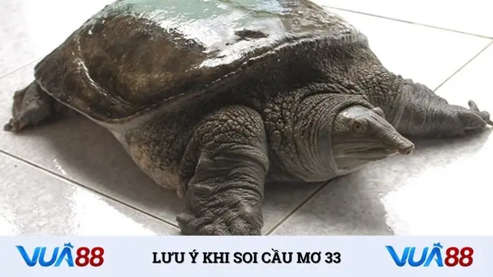 Giải Mã Giấc Mơ Thấy Ba Ba: Ý Nghĩa Và Những Con Số May Mắn