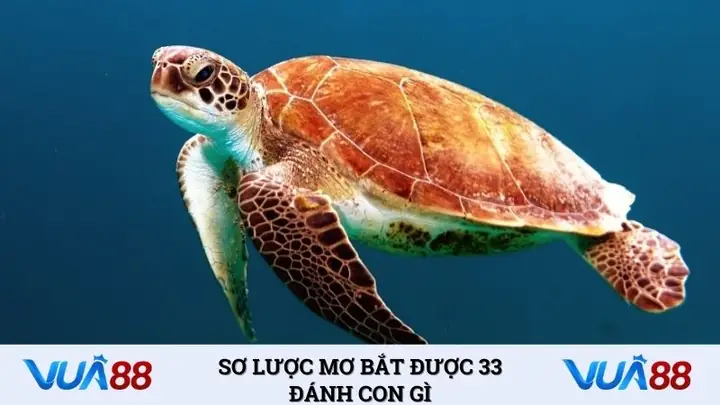 Giải Mã Giấc Mơ Thấy Ba Ba: Ý Nghĩa Và Những Con Số May Mắn