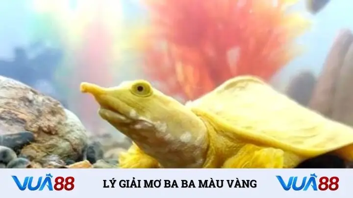 Giải Mã Giấc Mơ Thấy Ba Ba: Ý Nghĩa Và Những Con Số May Mắn