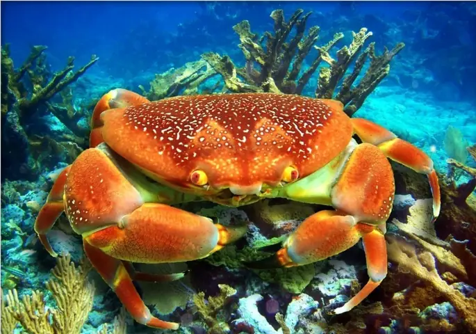 Mơ Bắt Được Nhiều Cua Đánh Con Gì? Giải Mã Bí Ẩn Giấc Mơ Và Con Số May Mắn