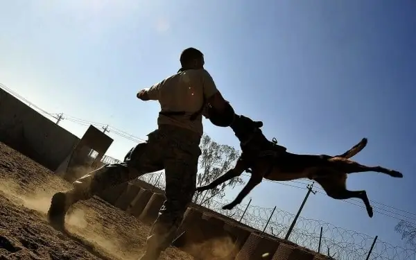 Giải Mã Giấc Mơ Bị Chó Cắn: Điềm Báo Lành Dữ Và Những Con Số May Mắn