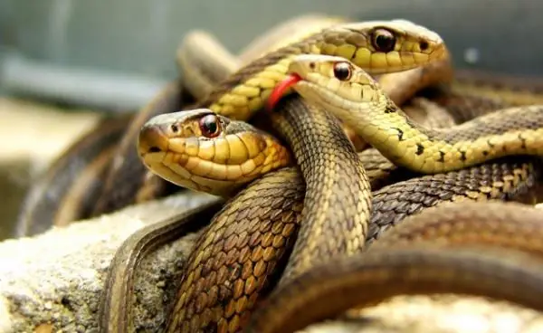 Giải Mã Giấc Mơ Bị Rắn Cắn: Những Điềm Báo Tâm Linh Và Ý Nghĩa Thực Tế