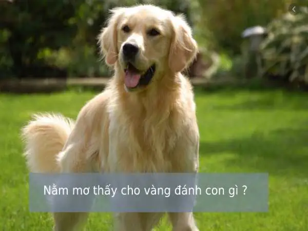 Giải Mã Giấc Mơ Đi Thang Máy: Điềm Lành Hay Dữ Và Những Con Số May Mắn