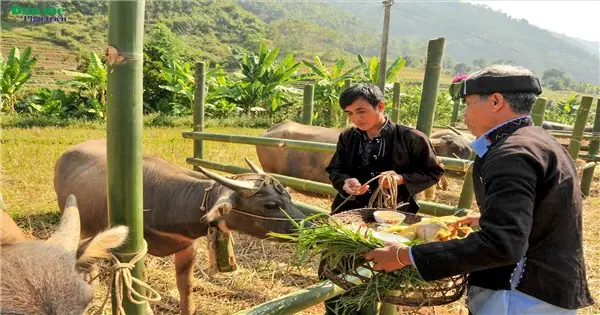“mo Khoăn Khoai” - Lễ Cúng Hồn Trâu Của Dân Tộc Lự | Dân Tộc Và ...