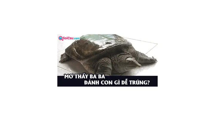 Giải Mã Giấc Mơ Làm Thịt Ba Ba: Điềm Báo Gì Và Con Số May Mắn Liên Quan