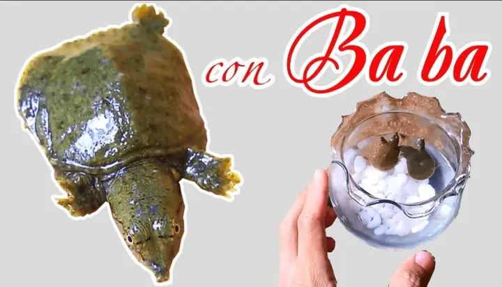 Giải Mã Giấc Mơ Làm Thịt Ba Ba: Điềm Báo Gì Và Con Số May Mắn Liên Quan