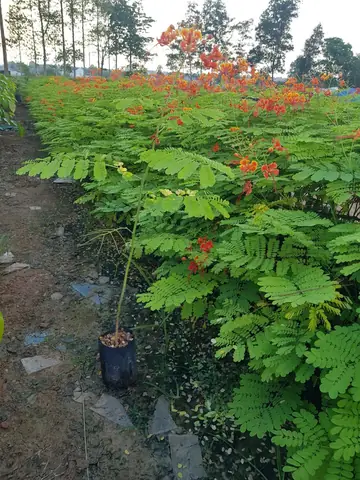 Cây Điệp Cúng Giống - Caesalpinia Pulcherrima - Cây Cảnh Nhà Xanh