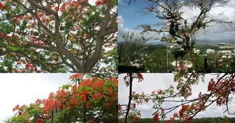 Cây Điệp - Cây Phượng Vĩ - Flamboyant - Vuon Duoc Thao