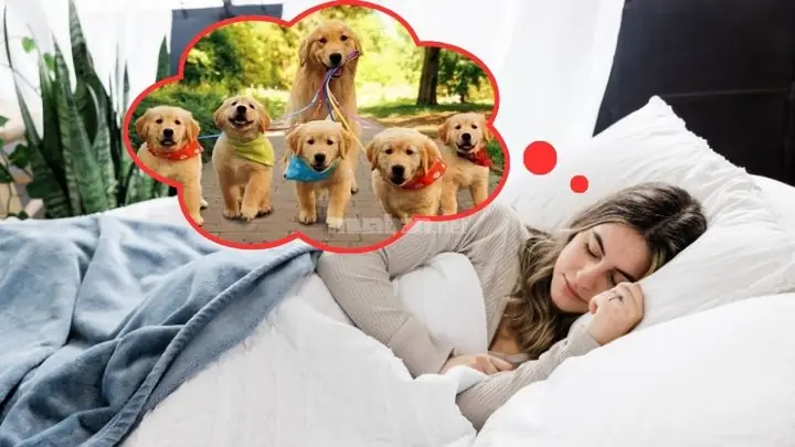 Giải Mã Chi Tiết Giấc Mơ Thấy 2 Con Chó Vàng: Điềm Báo, Ý Nghĩa & Con Số May Mắn