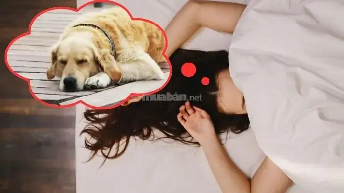 Giải Mã Chi Tiết Giấc Mơ Thấy 2 Con Chó Vàng: Điềm Báo, Ý Nghĩa & Con Số May Mắn