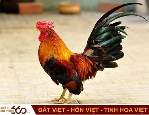 Mơ Thấy 2 Con Gà Đánh Con Gì? Giải Mã Bí Ẩn Giấc Mơ Và Con Số May Mắn