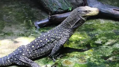 Giải Mã Giấc Mơ Thấy 2 Con Kỳ Đà: Điềm Báo Gì Và Ý Nghĩa Sâu Xa Đằng Sau