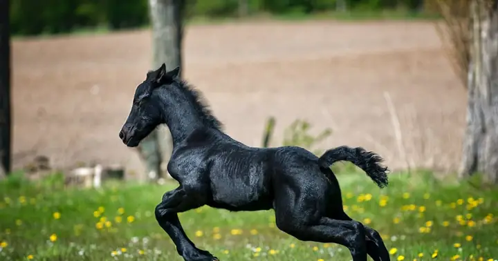 Giải Mã Giấc Mơ Thấy 2 Con Ngựa Và Những Con Số May Mắn Đi Kèm