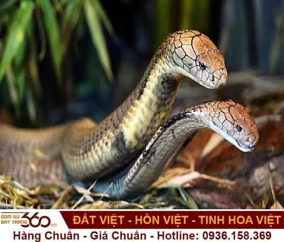 Giải Mã Giấc Mơ Thấy 2 Con Rắn 1 To 1 Nhỏ: Chi Tiết Ý Nghĩa Và Điềm Báo