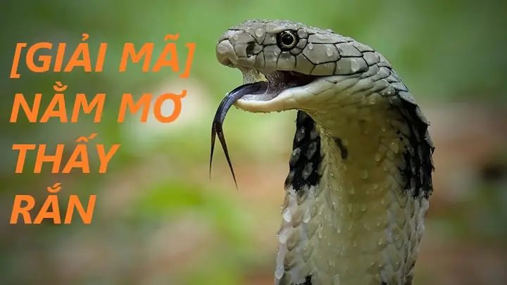 Mơ Thấy 2 Con Rắn Xanh Đánh Con Gì? Giải Mã Chi Tiết Từ A Đến Z