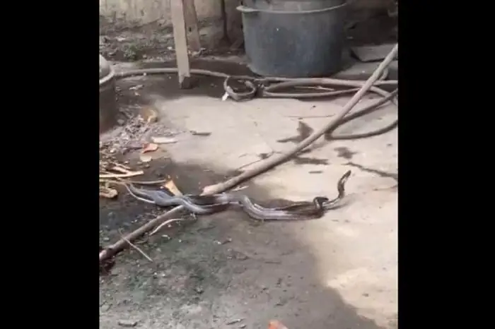 Giải Mã Giấc Mơ Thấy 3 Con Rắn Quấn Vào Nhau: Điềm Lành Hay Dữ?