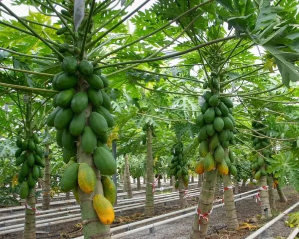 Mơ Thấy Ăn Đu Đủ Chín Đánh Đề Con Gì? Giải Mã Ý Nghĩa Và Con Số May Mắn