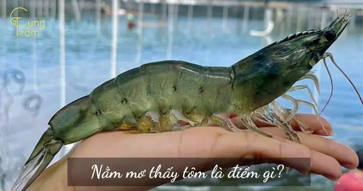 Giải Mã Giấc Mơ Thấy Ăn Tôm Hùm: Điềm Báo Gì Và Ý Nghĩa Đằng Sau