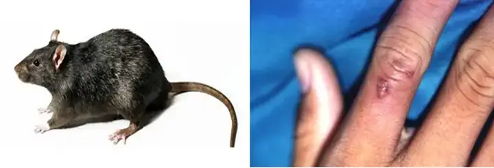 Giải Mã Giấc Mơ Thấy Chuột Cắn Vào Tay: Điềm Báo Gì Và Con Số May Mắn