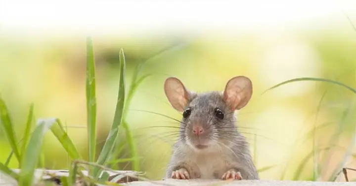 Giải Mã Giấc Mơ Thấy Chuột Cắn Vào Tay: Điềm Báo Gì Và Con Số May Mắn