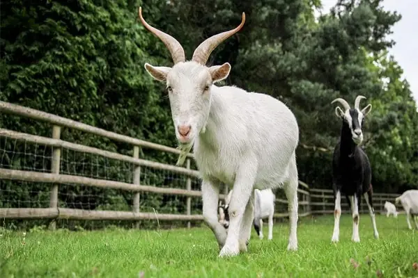 Giải Mã Giấc Mơ Bị Dê Xồm Đánh: Điềm Báo Gì & Con Số May Mắn