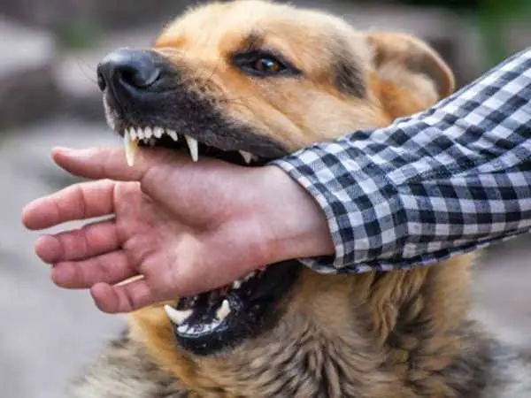 Giải Mã Giấc Mơ Thấy Bị Người Cắn: Ý Nghĩa Và Con Số May Mắn