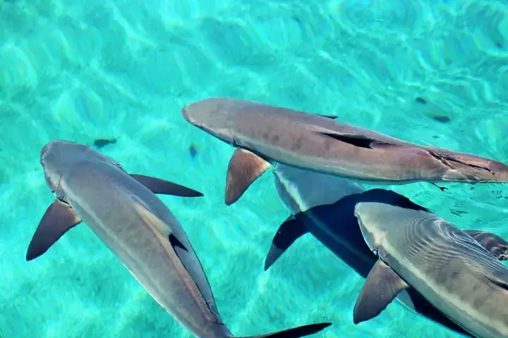 Giải Mã Giấc Mơ Thấy Cá Chết Trên Mặt Nước: Điềm Báo Gì Và Cách Hóa Giải?