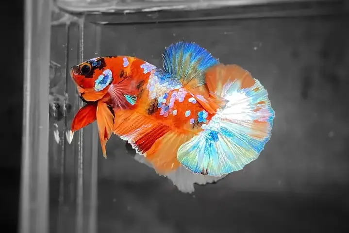 Giải Mã Giấc Mơ Thấy Cá Đen Bơi Trong Nước: Điềm Báo Gì Và Ý Nghĩa Tâm Linh