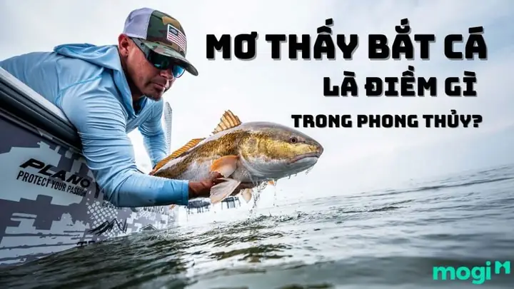 Giải Mã Giấc Mơ Thấy Cá Rô Trên Cạn: Điềm Báo Gì Và Các Con Số May Mắn