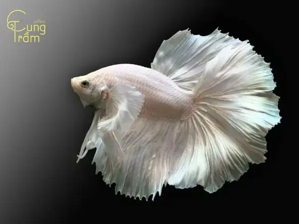 Mơ Thấy Cá Trắng Chết Đánh Con Gì? Giải Mã Chi Tiết & Con Số May Mắn