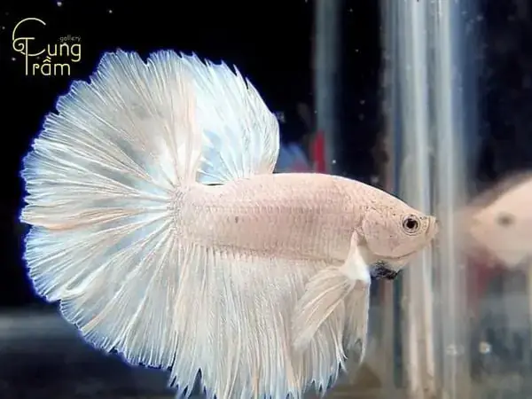 Mơ Thấy Cá Trắng Chết Đánh Con Gì? Giải Mã Chi Tiết & Con Số May Mắn