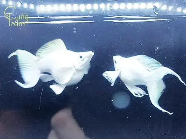 Mơ Thấy Cá Trắng Chết Đánh Con Gì? Giải Mã Chi Tiết & Con Số May Mắn