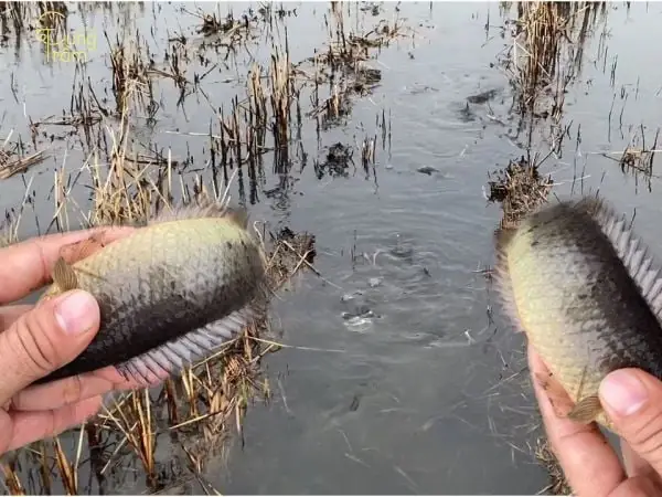 Mơ Thấy Câu Được Cá Rô Đồng: Giải Mã Ý Nghĩa Và Con Số May Mắn