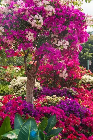 Giải Mã Giấc Mơ Thấy Cây Nở Hoa: Chiêm Tinh, Tâm Linh & Lời Khuyên Thực Tế