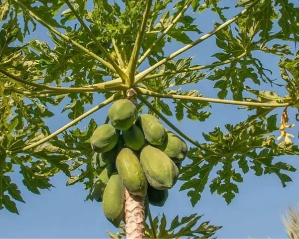 Giải Mã Ý Nghĩa Giấc Mơ Thấy Cây Đu Đủ Và Các Con Số May Mắn