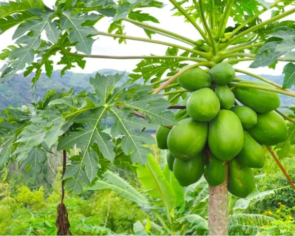 Giải Mã Ý Nghĩa Giấc Mơ Thấy Cây Đu Đủ Và Các Con Số May Mắn