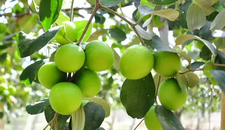 Giải Mã Giấc Mơ Thấy Cây Hồng Sai Quả: Điềm Báo Gì Và Con Số May Mắn