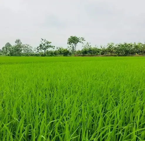 Mơ Thấy Cấy Mạ Đánh Con Gì? Giải Mã Chi Tiết Điềm Báo & Con Số