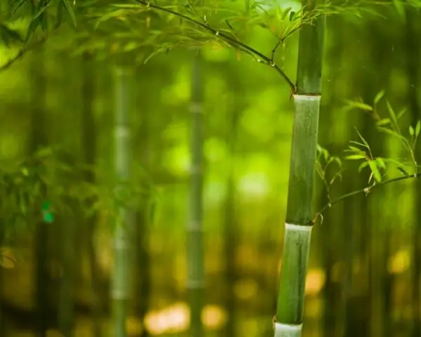 Giải Mã Giấc Mơ Thấy Cây Tre: Ý Nghĩa Tâm Linh Và Những Con Số May Mắn Ẩn Giấu